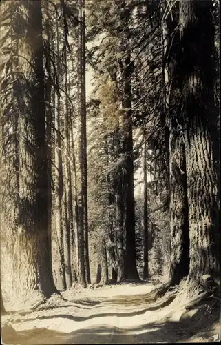 Ak Kanada, Waldmotiv