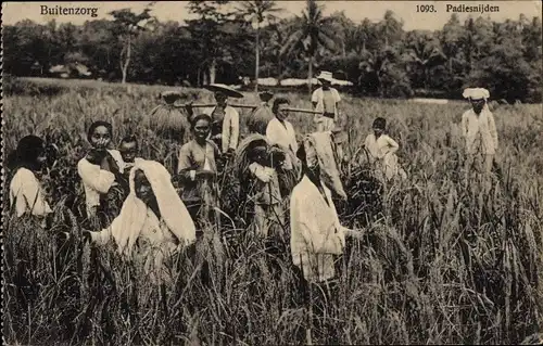 Ak Buitenzorg Bogor Java Indonesien, Bauern, Feld, Getreide, Landwirtschaft