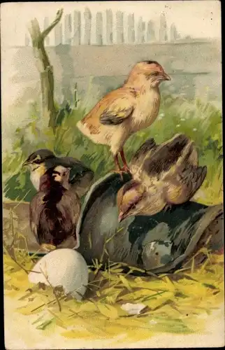 Litho Küken, Eierschalen, Bauernhof, Ostern