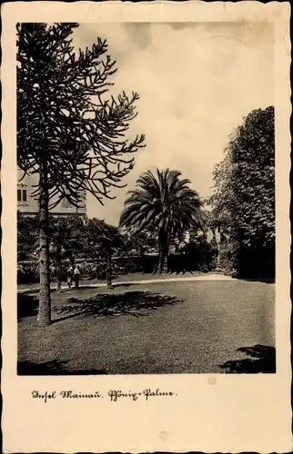 Ak Insel Mainau im Bodensee, Phönix-Palme