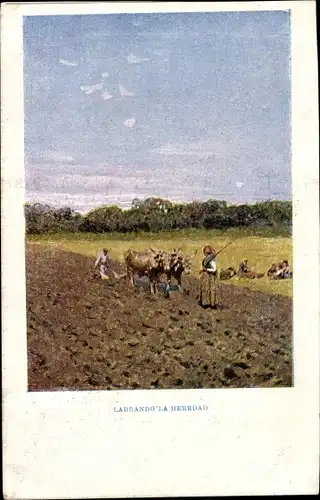 Ak Plowing the Field, Ochsen, Feldarbeit