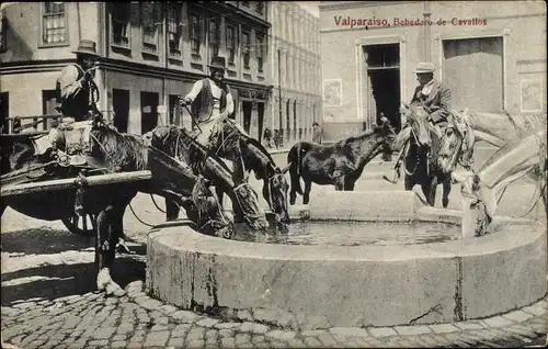 Ak Valparaiso Chile, Pferdetrinker