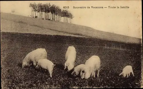 Ak Landwirtschaft, Schweine suchen nach Trüffel