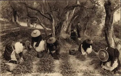 Ak An der französischen Riviera, Veilchenpflücken