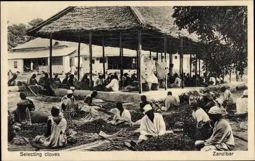 Ak Sansibar Sansibar Tansania, Nelkenauswahl