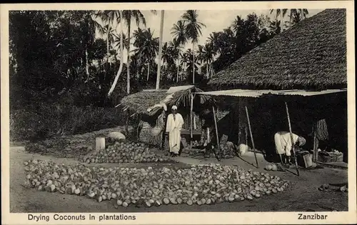 Ak Sansibar Sansibar Tansania, Trocknen von Kokosnüssen in Plantagen