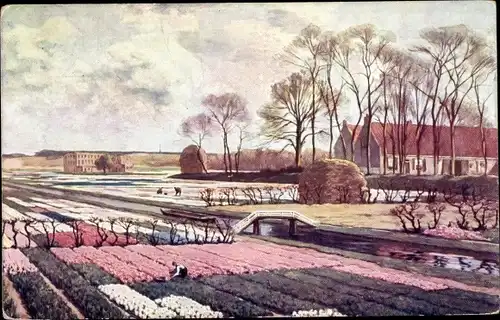 Künstler Ak Koster, AL, Lisse Südholland, Die Blumenzwiebelfelder bei Lisse