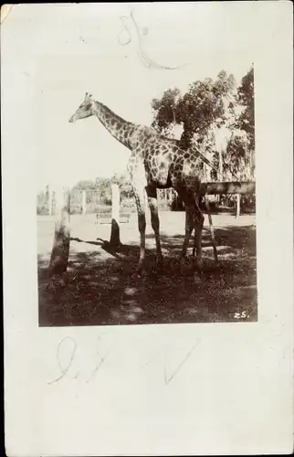 Foto Ak Giraffe in einem Zoologischen Garten