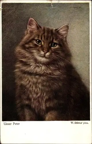 Künstler Ak Schwar, W., Unser Peter, Hauskatze, Katzenportrait