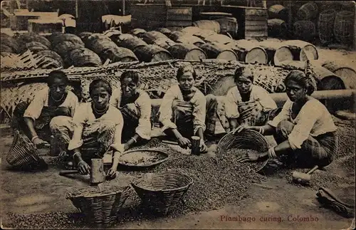 Ak Colombo Ceylon Sri Lanka, Plumbago curing