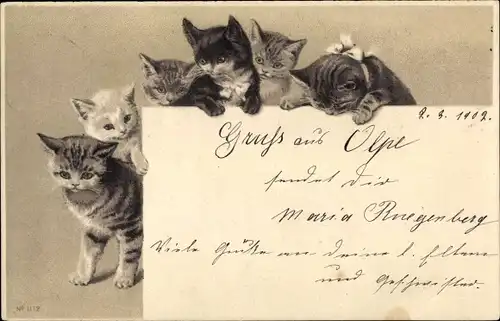 Präge Litho Junge Katzen, Kätzchen