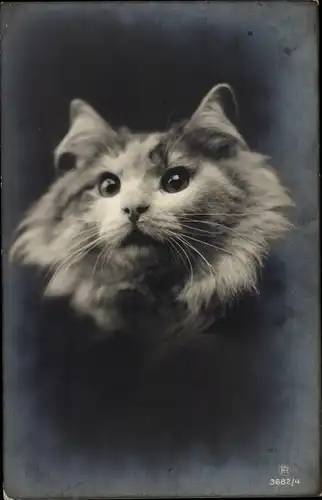 Ak Katzenportrait, Tierportrait, Katze