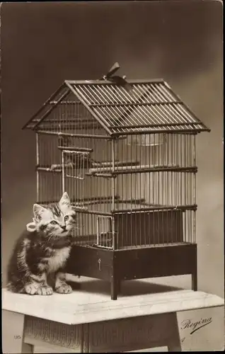 Ak Kleine Katze, Katzenbaby, Gitter, Vogelhaus