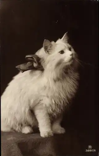 Ak Weiße Katze mit Schleife, Katzenportrait