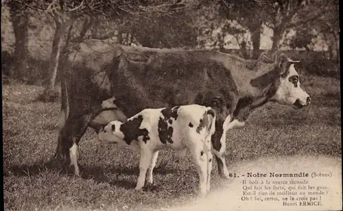 Ak Normandie, Kuh und Jungtier