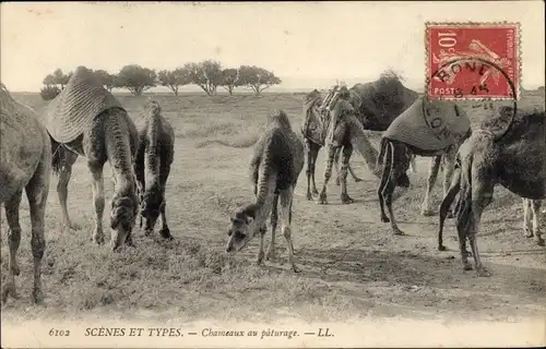 Ak-Szenen und -Typen, Kamele auf Weiden