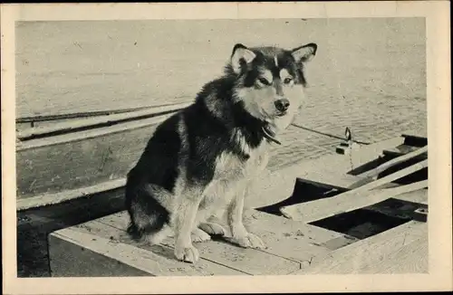 Ak Alaska, Polarhund, Schlittenhund