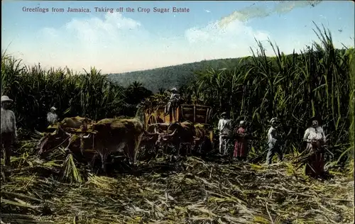 Ak Jamaica, Take Off the Crop Sugar Estate