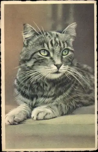 Ak Portrait einer Katze, Hauskatze, Grüne Augen