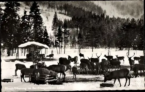 Ak Berchtesgaden in Oberbayern, Hirschfütterung im Berchtesgadener Land