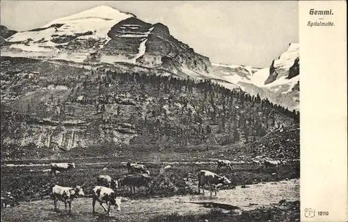 Ak Gemmi Leukerbad Kanton Wallis, Spitalmatte, Kühe