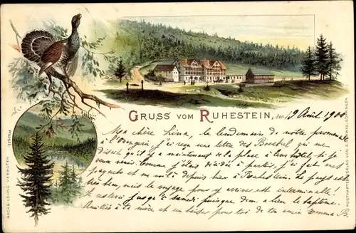 Litho Baiersbronn im Kreis Freudenstadt, Ruhestein, Wildsee, Auerhahn