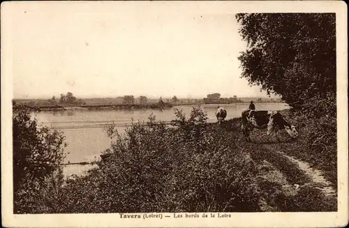 Ak Tavers Loiret, Les Bords de la Loire