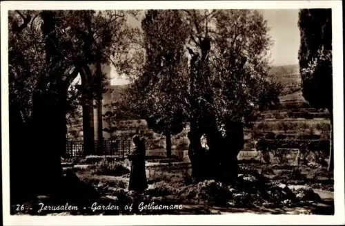 Ak Jerusalem, Garten Gethsemane