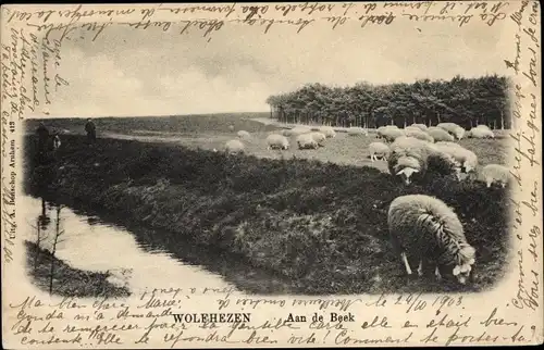 Ak Wolfheze Gelderland, Aan de Beek, Schafe