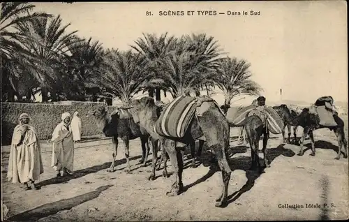 Ak Araber, Kamele, Sattel, Palmen, Maghreb