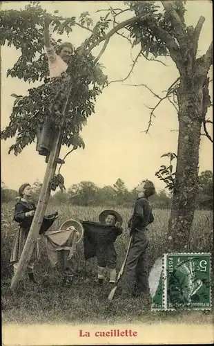 Ak Junge Frau pflückt Früchte, Obstbaum, Französische Tracht