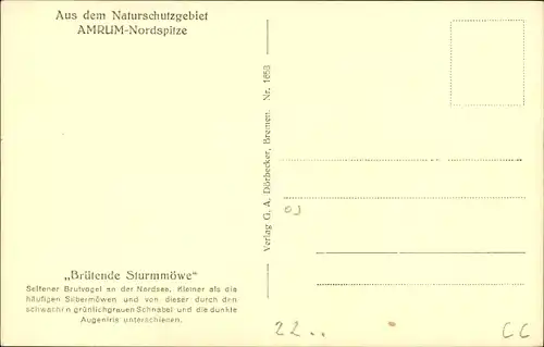 Ak Brütende Sturmmöwe, Naturschutzgebiet Amrum-Nordspitze