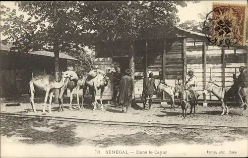 Ak Senegal, In Cayor, Kamele, Esel, Holzhaus