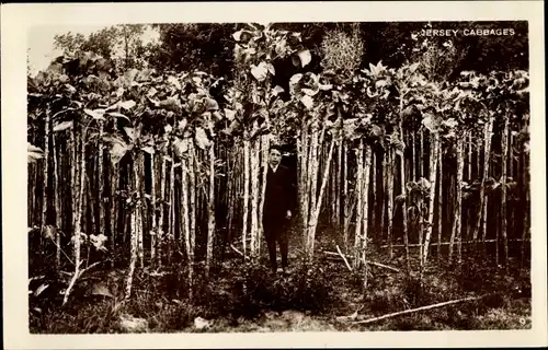 Ak Kanalinsel Jersey, Kohlköpfe