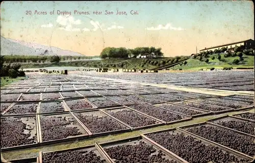 Ak San Jose, Kalifornien, USA, Hektar trocknende Pflaumen