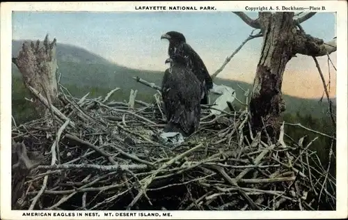 Ak Mount Desert Maine USA, American Eagles im Nest