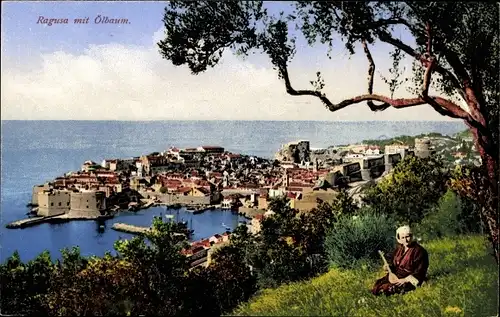 Ak Ragusa Dubrovnik Kroatien, Gesamtansicht, Ölbaum