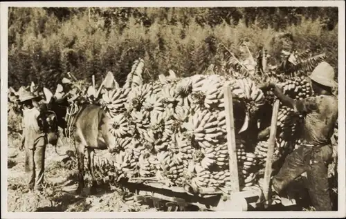 Ak Santos Brasilien, Bananen werden transportiert