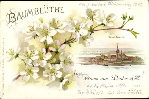 Litho Werder an der Havel, Totalansicht, Baumblüte