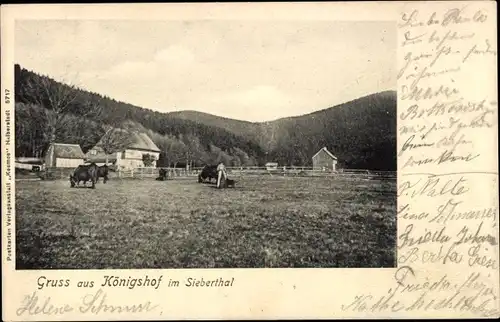 Ak Königshof Elbingerode Oberharz am Brocken, Siebertal, Kuhweide