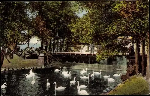 Ak Hamburg, an der Alster, Schwäne