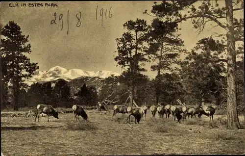 Ak Estes Park Colorado USA, Elch