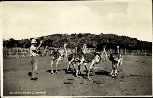 Ak Curaçao Niederländische Antillen Karibik, Straußenfarm Albertine