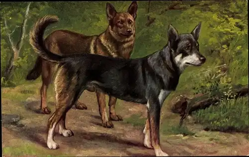 Künstler Ak Zwei Schäferhunde, Hundeportrait