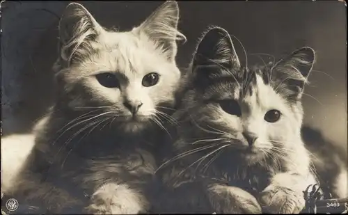 Ak Zwei Katzen, Tier-Portrait