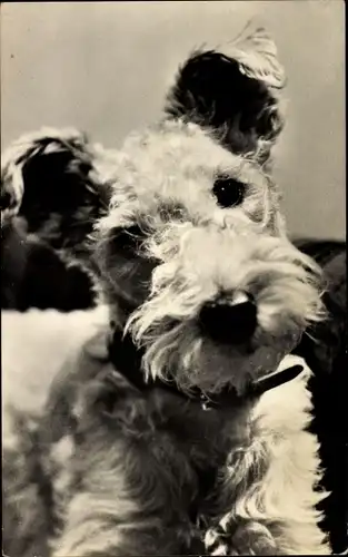 Ak Terrier, Hund-Portrait, Halsband