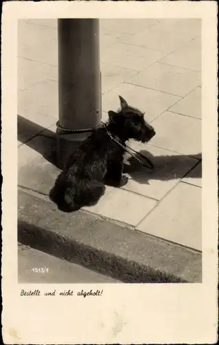 Ak Terrier wartet auf sein Herrchen, Bestellt und nicht abgeholt