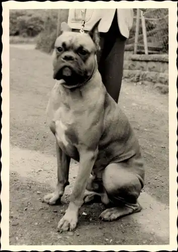 Foto Bulldogge, Tier-Portrait, Leine