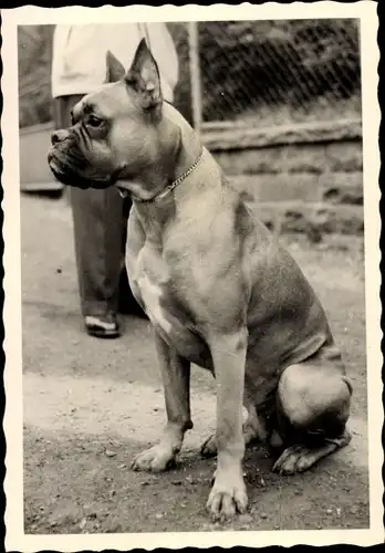 Foto Bulldogge, Tier-Portrait, Halsband