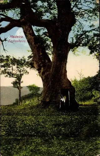 Ak Insel Madeira Portugal, Castanneiro, Blick auf einen Baum